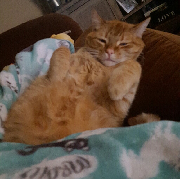 Cat friendly home - Picture 5 of 5